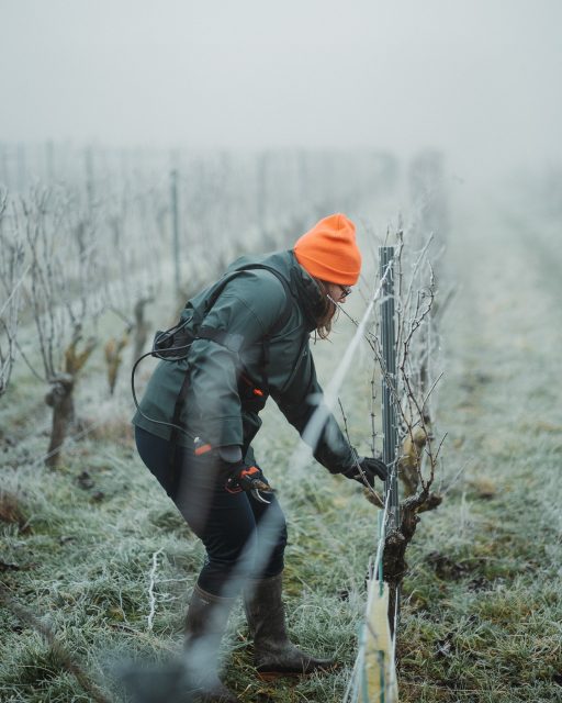 Sous un ciel d’hiver dans les vignes du @domaineduboislabbe ❄️

Le geste qui rythme la saison ✂️

#vignes #vigneron #photography #loirevalley #anjoutourisme #saumurvaldeloire #saumur #toursimevaldeloire #douelafontaine