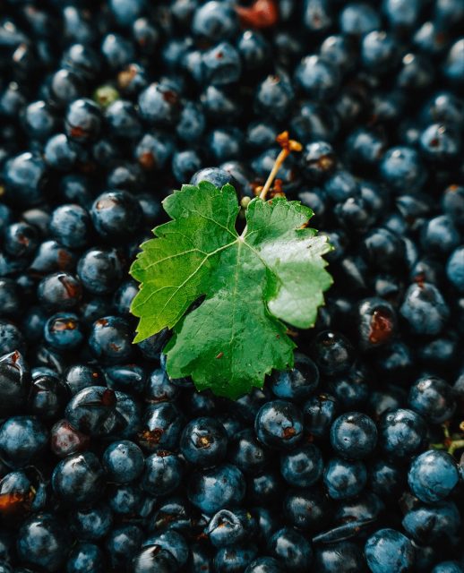 Le fruit d’une année de travail 🍇
Quelques heures passées au domaine @vins_prieur pour capturer l’essentiel de leurs vendanges 2026 ! 
Vivre ensemble l’effervescence de cette saison pour capturer ce savoir-faire unique. 

#Vendanges2026 #SavoirFaireFrançais #Photographe #ArtisanDImages #DomaineViticole